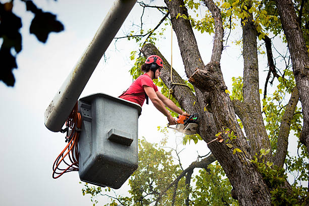 How Our Tree Care Process Works  in Lexington Hills, CA